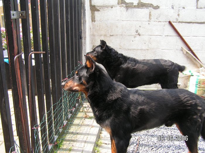 Strauss de la tuile aux loups (25)